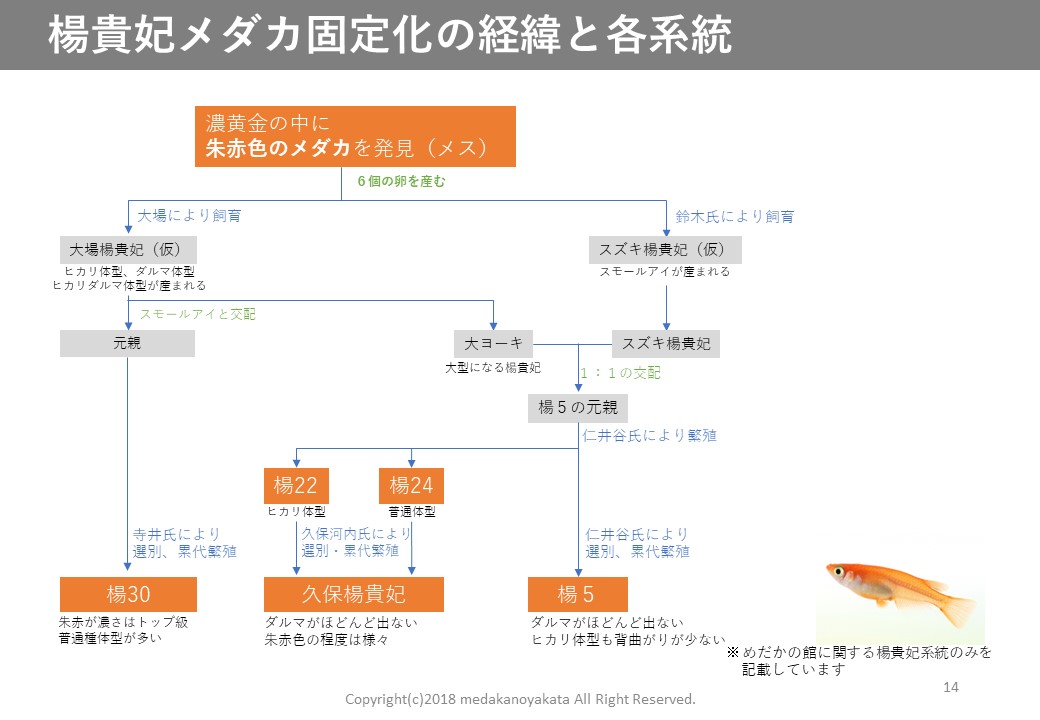 楊貴妃（ようきひ）とは 改良メダカWEB図鑑No.0001 | メダカの品種, 朱赤 | 改良メダカWEB図鑑