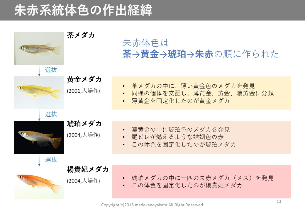 楊貴妃（ようきひ）とは 改良メダカWEB図鑑No.0001 | メダカの品種, 朱赤 | 改良メダカWEB図鑑