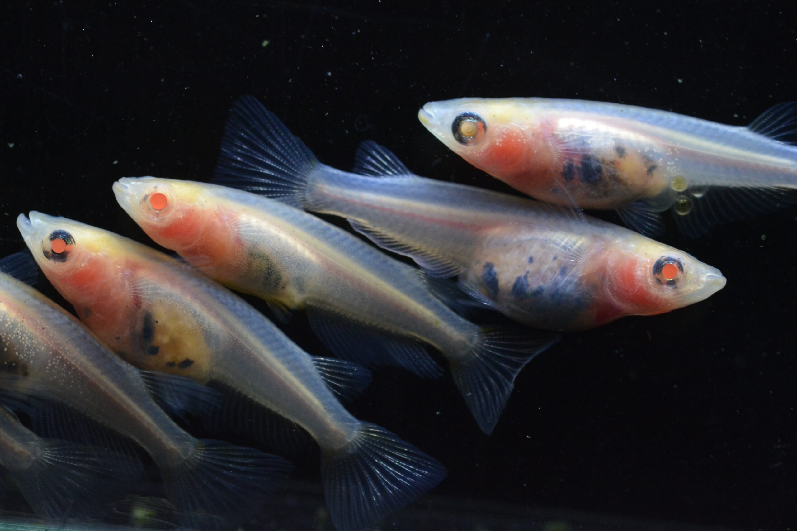 モザイクパンダとは 改良メダカWEB図鑑No.0644 | メダカの品種, 白