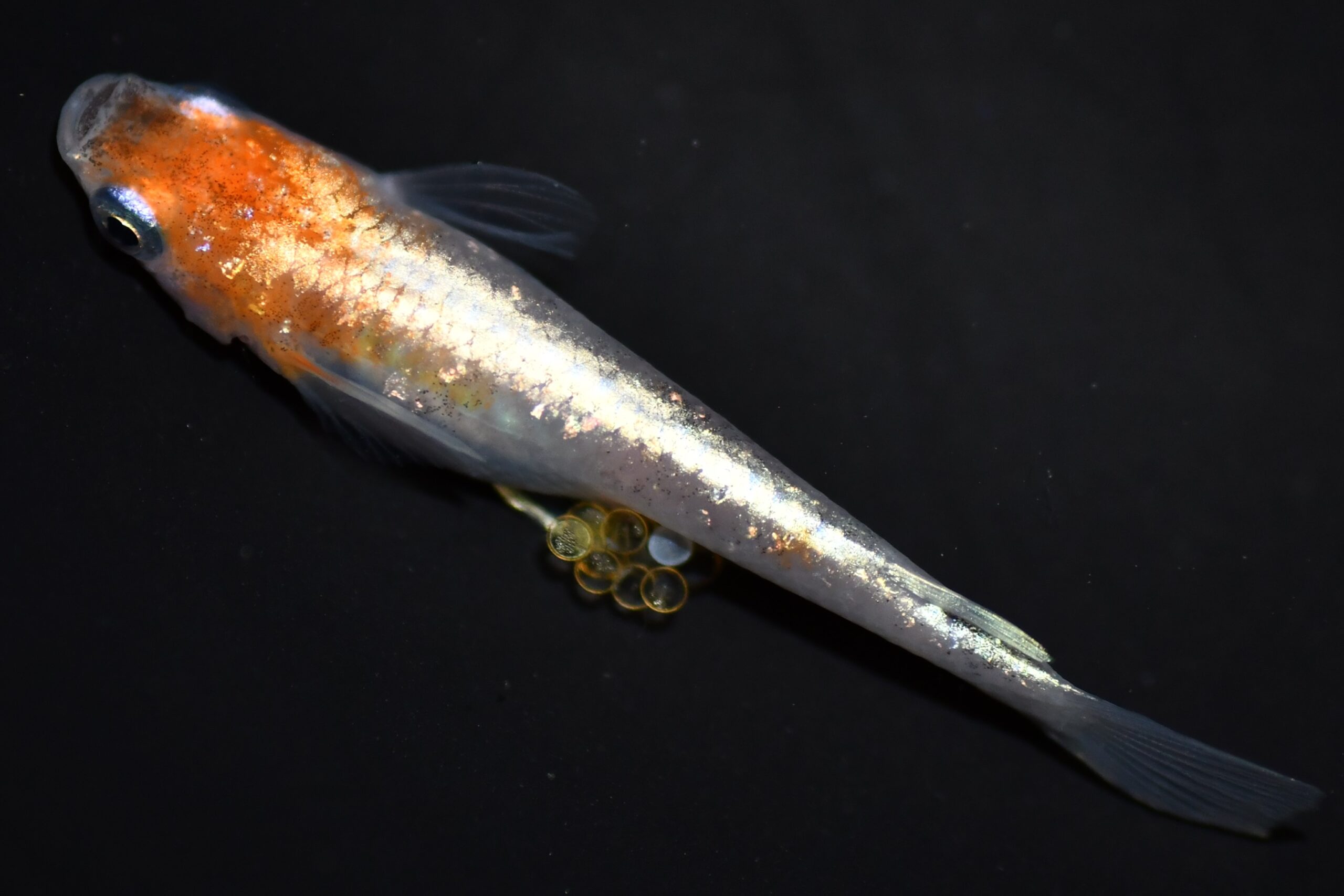 紅白ラメ体外光（白朱赤ラメ体外光）とは 改良メダカWEB図鑑No