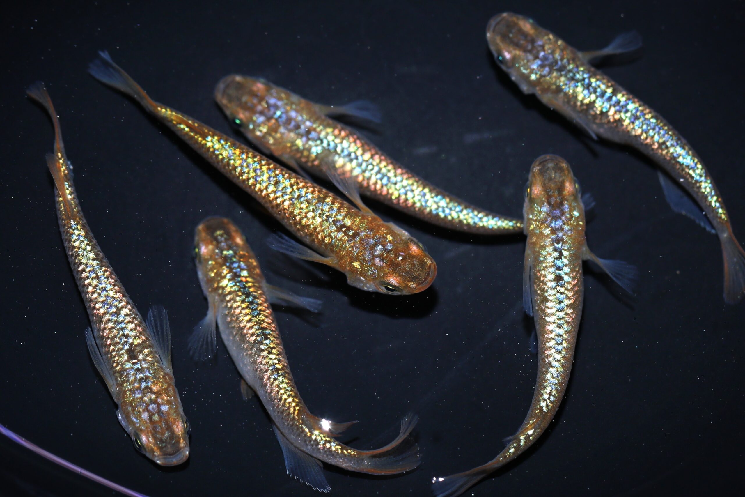 琥珀ブルーラメとは 改良メダカWEB図鑑No.0827 | メダカの品種