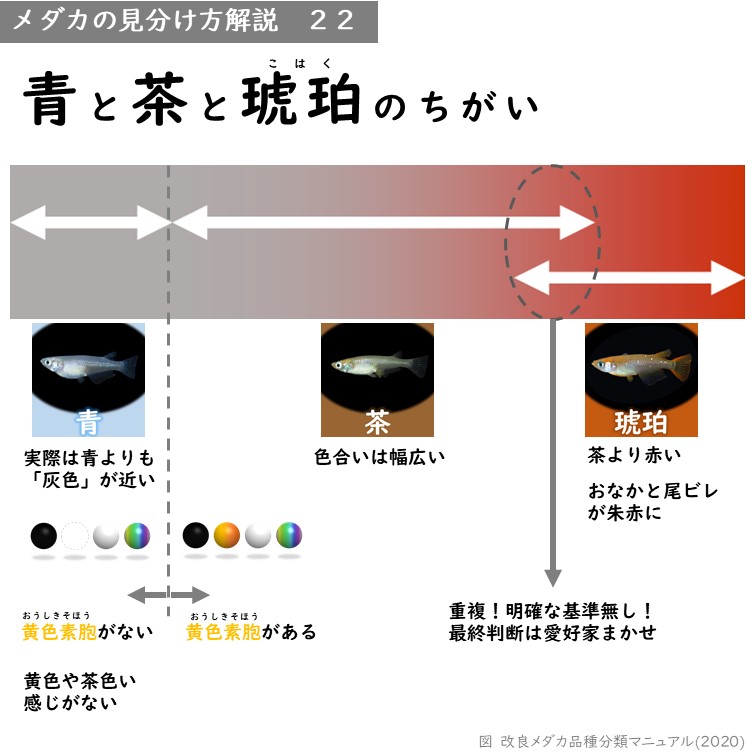 茶体色 メダカの体色の特徴 メダカの特徴1 35 メダカの特徴 改良メダカweb図鑑