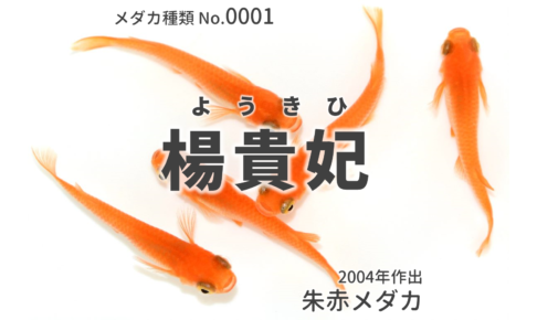 改良メダカWEB図鑑 |