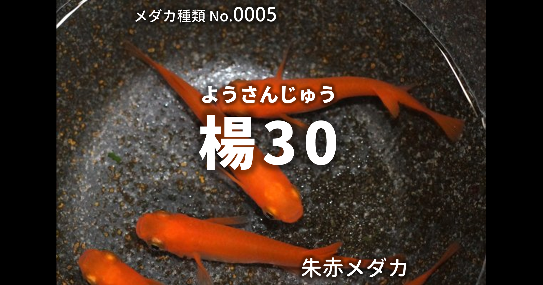 楊30 朱赤メダカ とは 改良メダカweb図鑑no 0005 朱赤 改良メダカweb図鑑