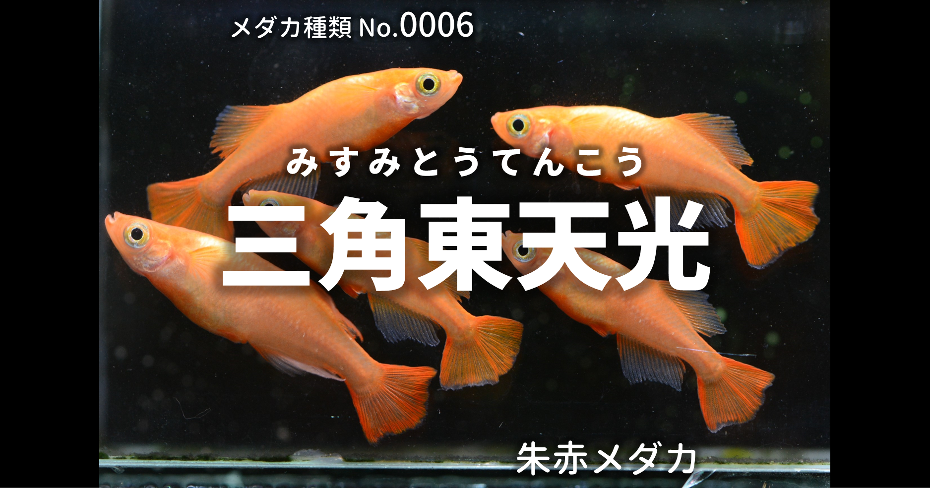 三角東天光 朱赤ヒカリメダカ とは 改良メダカweb図鑑no 0006 朱赤 改良メダカweb図鑑