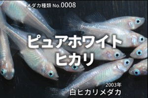 青蝶 あおちょう とは 改良メダカweb図鑑no 0277 メダカの品種 青 改良メダカweb図鑑
