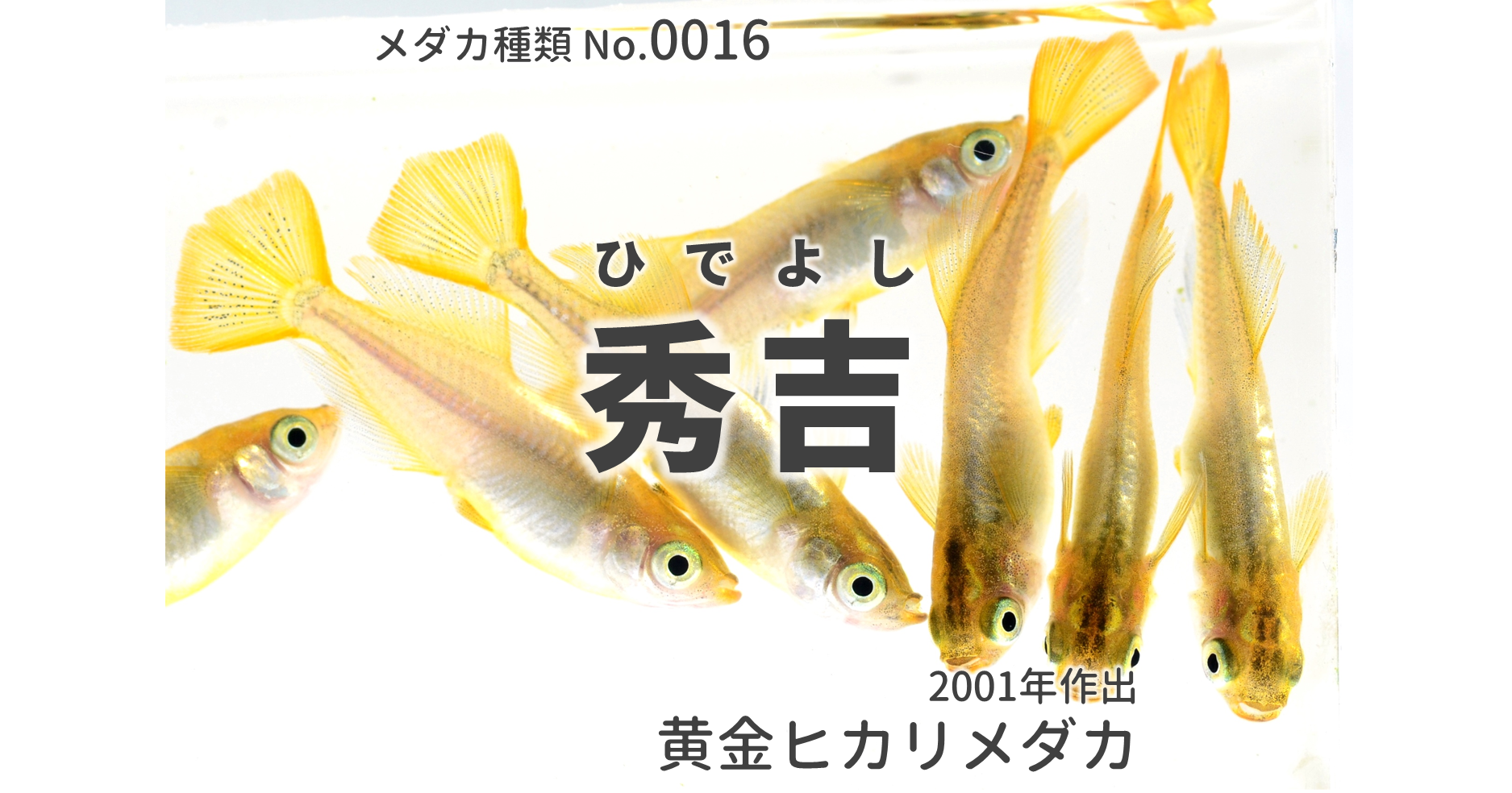 秀吉 黄金ヒカリメダカ とは 改良メダカweb図鑑no 0016 メダカの品種 黄金 改良メダカweb図鑑