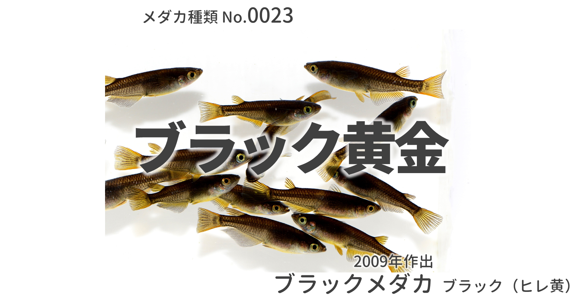 ブラック黄金メダカとは 改良メダカweb図鑑no 0023 ブラック メダカの品種 改良メダカweb図鑑 ブラック黄金メダカとは 改良メダカweb図鑑no 0023 ブラック メダカの品種 改良メダカweb図鑑