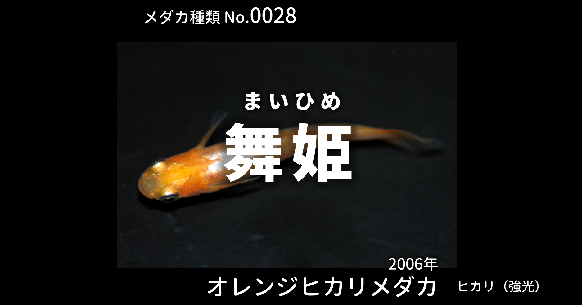 舞姫 オレンジヒカリメダカ とは 改良メダカweb図鑑no 0028 オレンジ メダカの品種 改良メダカweb図鑑