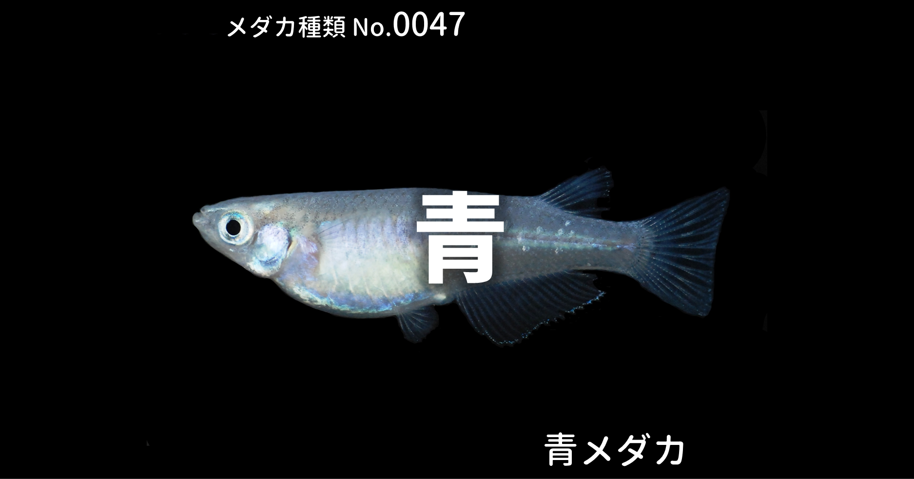 青メダカとは 改良メダカweb図鑑no 0047 青 改良メダカweb図鑑