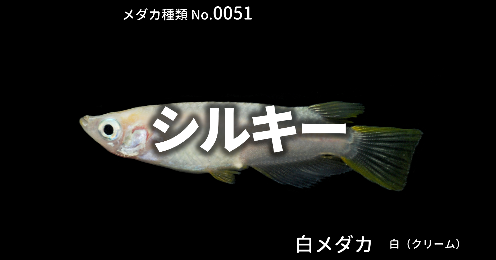 シルキーメダカ 白メダカ とは 改良メダカweb図鑑no 0051 白 改良メダカweb図鑑