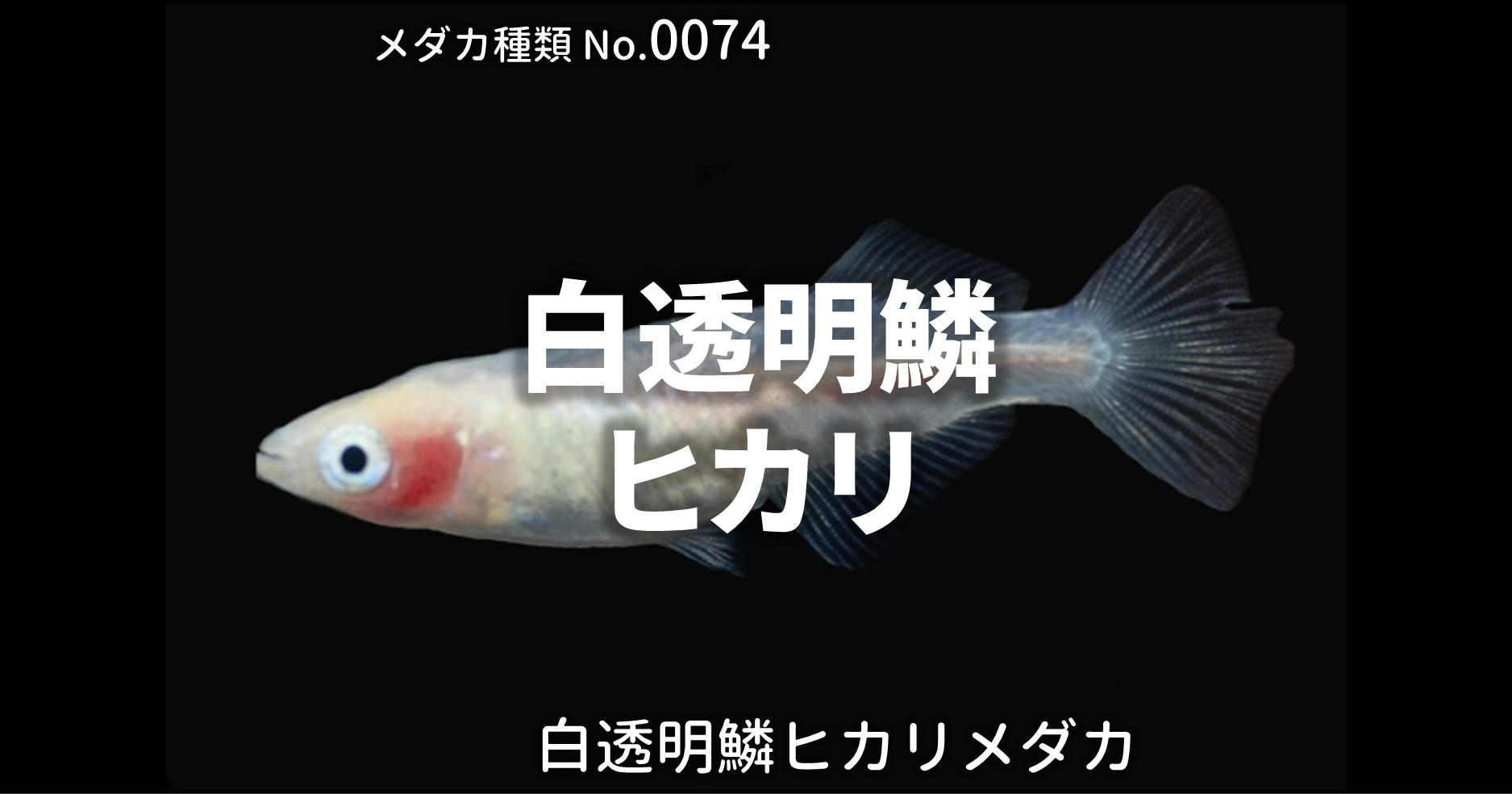 白透明鱗ヒカリメダカとは 改良メダカweb図鑑no 0074 白 改良メダカweb図鑑