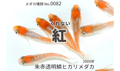 改良メダカWEB図鑑 |