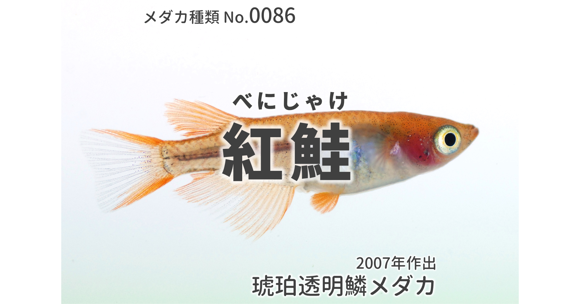 紅鮭 琥珀透明鱗メダカ とは 改良メダカweb図鑑no 0086 メダカの品種 琥珀 改良メダカweb図鑑