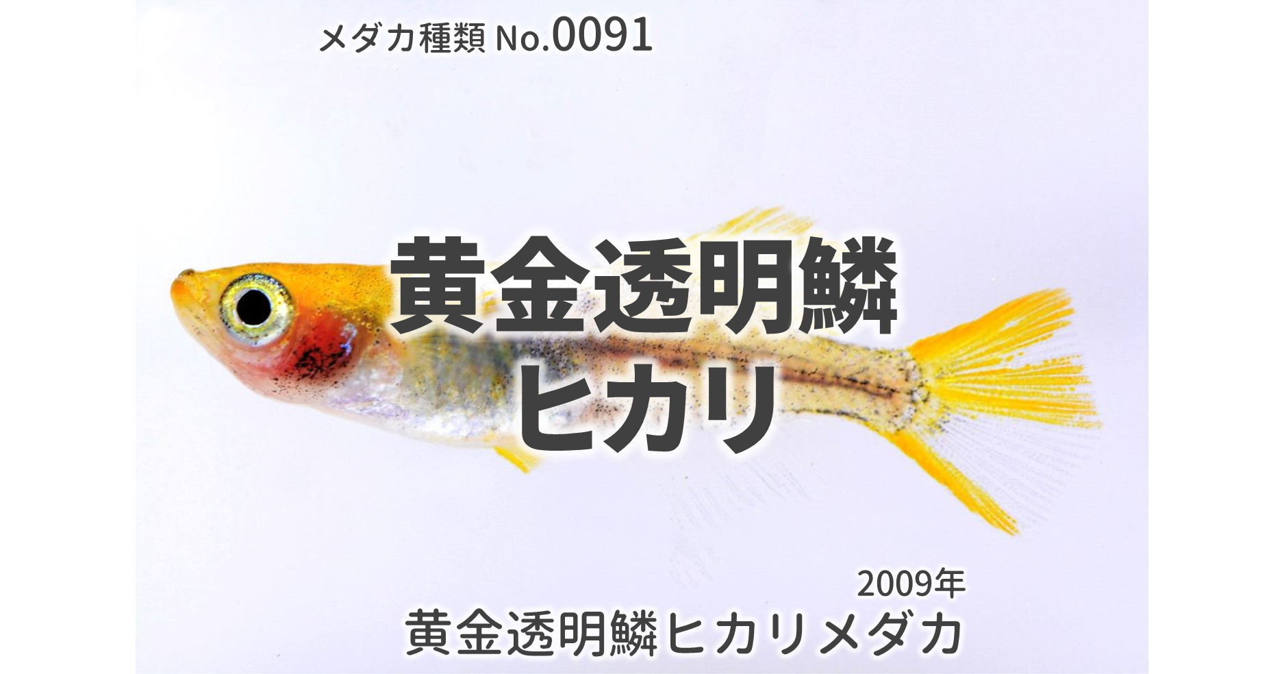 黄金透明鱗ヒカリメダカとは 改良メダカweb図鑑no 0091 メダカの品種 黄金 改良メダカweb図鑑