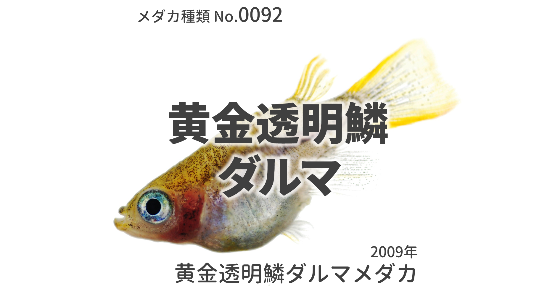 黄金透明鱗ダルマメダカとは 改良メダカweb図鑑no 0092 メダカの品種 黄金 改良メダカweb図鑑