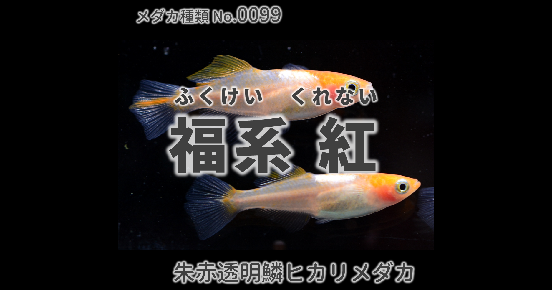 ■風雅(ふうが)朱赤ひかりヒレ長1ペア＋F1ノーマル体型上物計3匹！① HUNGERKNOCK ORIGINALS ハンガーノック TRAIL FIGHTER キャップ 中古