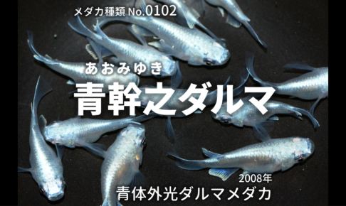 幹之 みゆき ダルマメダカとは 改良メダカweb図鑑no 0102 メダカの品種 青 改良メダカweb図鑑