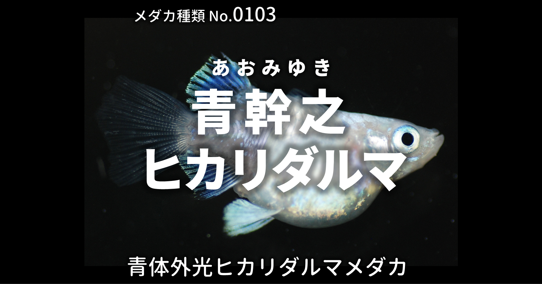 幹之 みゆき ヒカリダルマメダカとは 改良メダカweb図鑑no 0103 メダカの品種 青 改良メダカweb図鑑