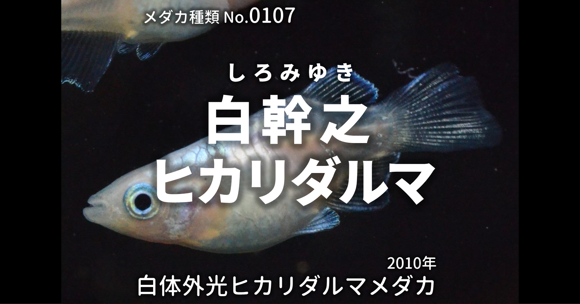白幹之 しろみゆき ヒカリダルマメダカとは 改良メダカweb図鑑no 0107 メダカの品種 白 改良メダカweb図鑑