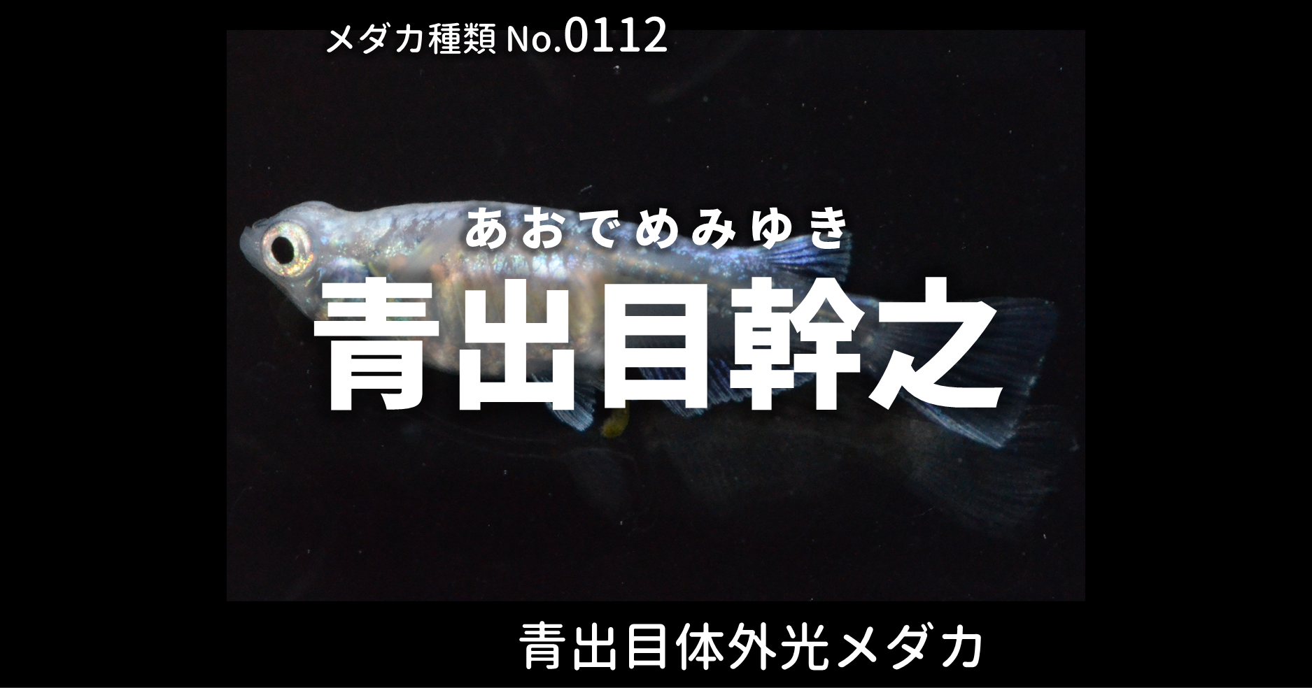 青出目幹之 あおでめみゆき とは 改良メダカweb図鑑no 0112 メダカの品種 青 改良メダカweb図鑑