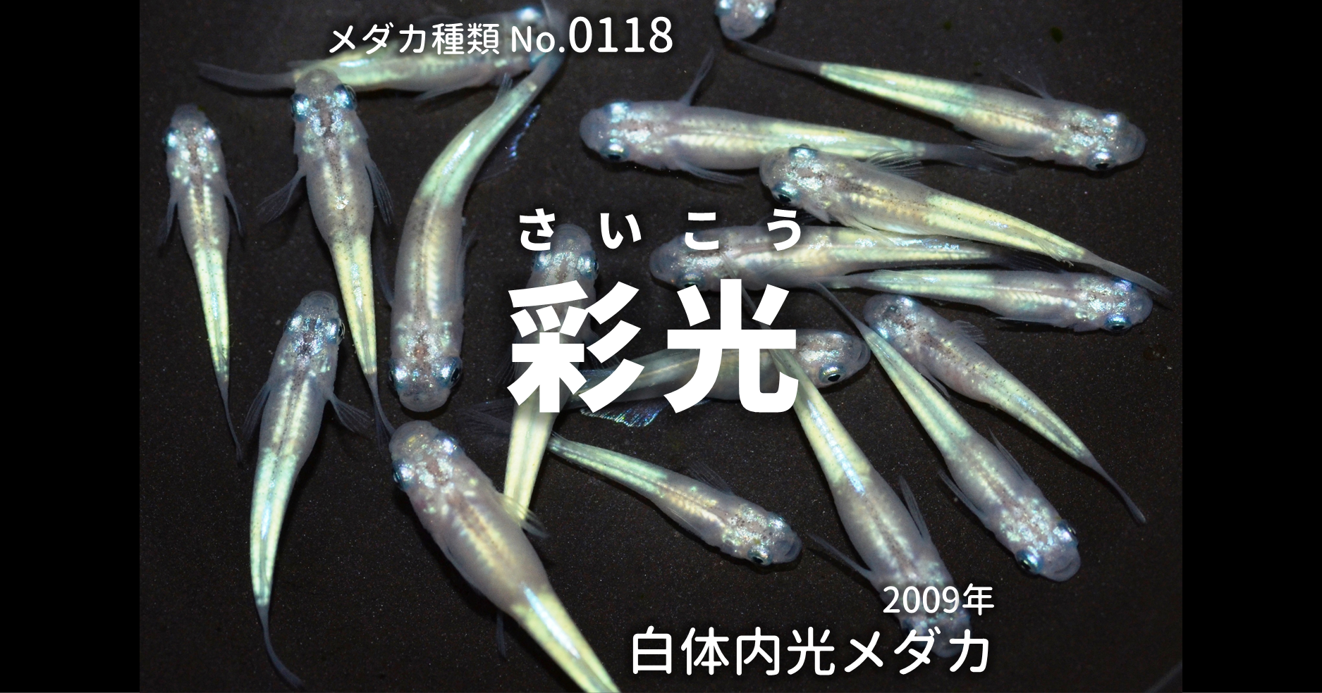 彩光 さいこう とは 改良メダカweb図鑑no 0118 メダカの品種 白 改良メダカweb図鑑