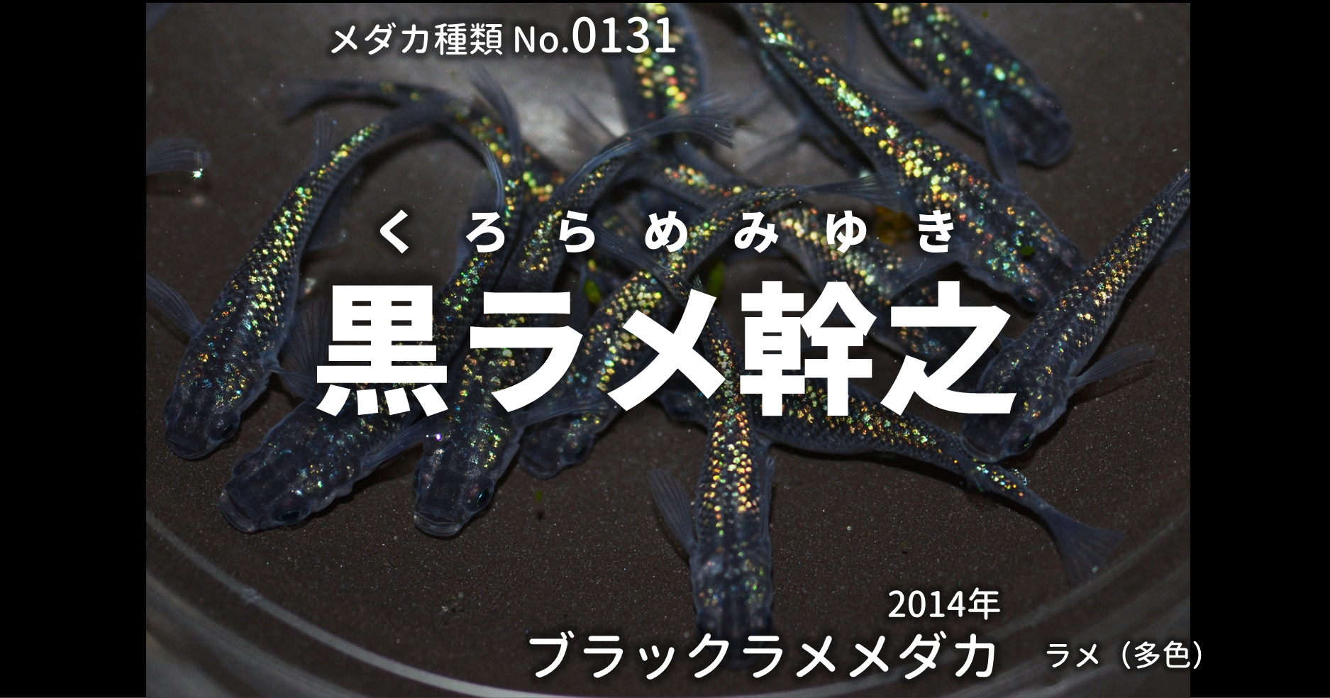 黒ラメ幹之 くろらめみゆき とは 改良メダカweb図鑑no 0131 ブラック メダカの品種 改良メダカweb図鑑