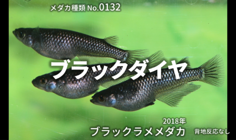 オロチ 改良メダカweb図鑑