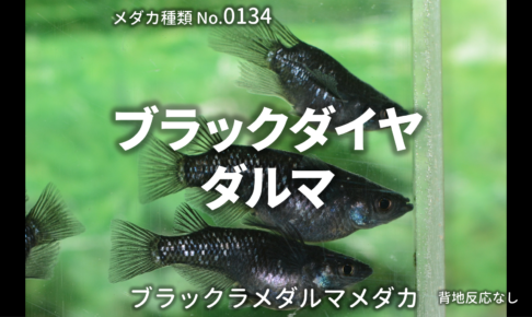オロチ 改良メダカweb図鑑