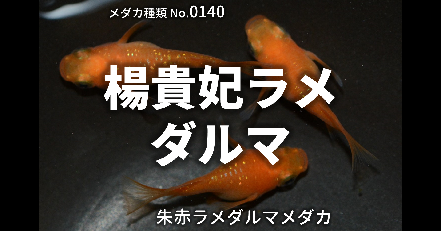 楊貴妃ラメダルマ ようきひらめだるま とは 改良メダカweb図鑑no 0140 メダカの品種 朱赤 改良メダカweb図鑑