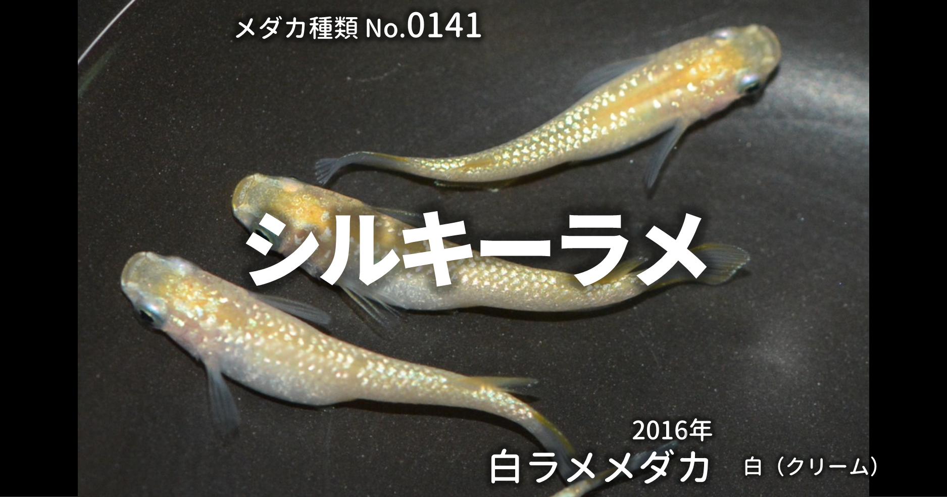 シルキーラメとは 改良メダカweb図鑑no 0141 メダカの品種 白 改良メダカweb図鑑