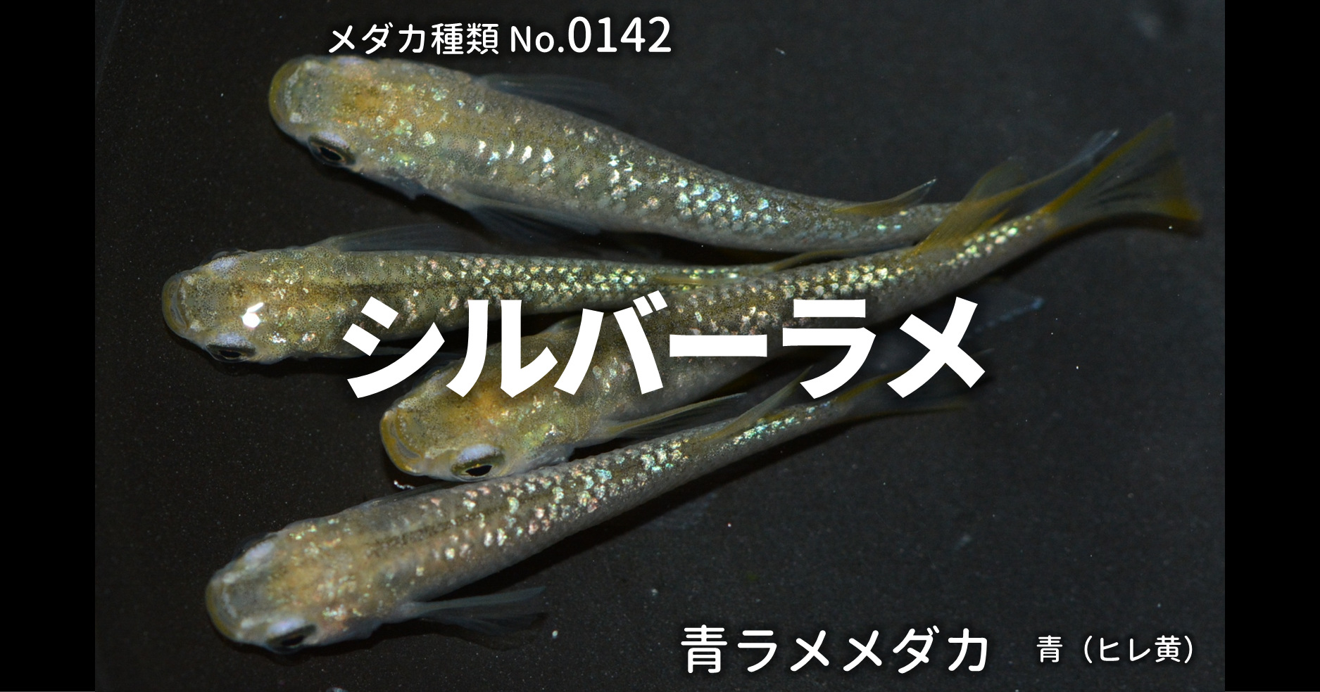シルバーラメとは 改良メダカweb図鑑no 0142 メダカの品種 青 改良メダカweb図鑑