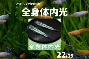 ヒレ長 松井ヒレ長 メダカのヒレ変化の特徴 メダカの特徴31 35 メダカの特徴 改良メダカweb図鑑