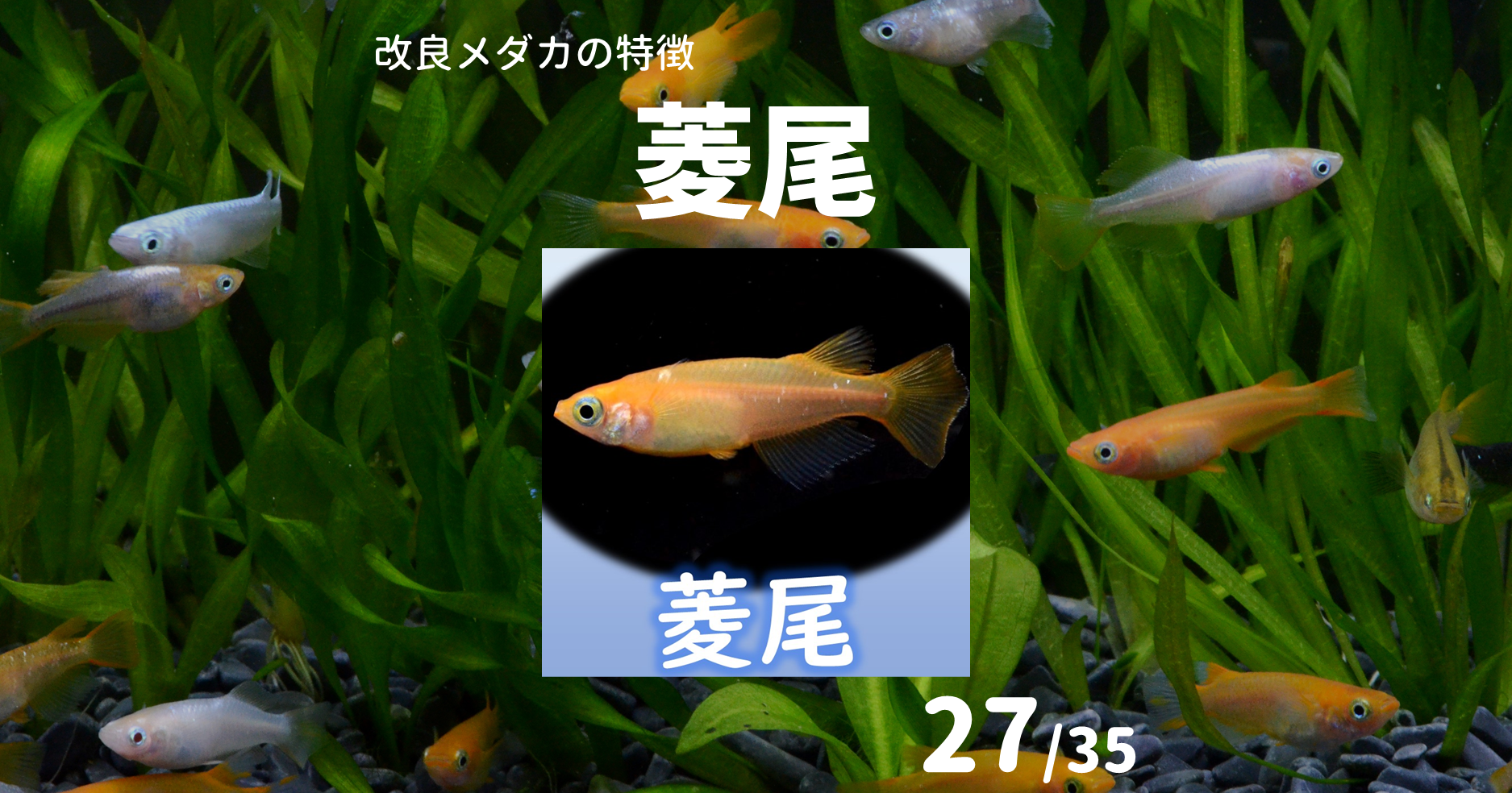 菱尾 新体型 メダカのヒレ変化の特徴 メダカの特徴27 35 メダカの特徴 改良メダカweb図鑑