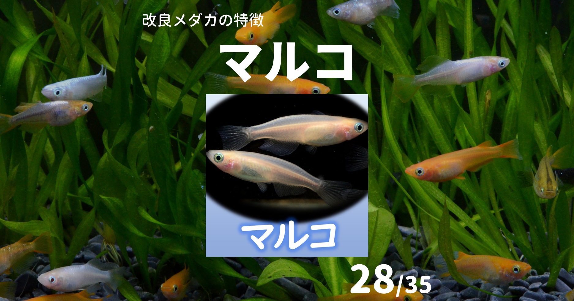 マルコ 背ビレ無し メダカのヒレ変化の特徴 メダカの特徴28 35 メダカの特徴 改良メダカweb図鑑