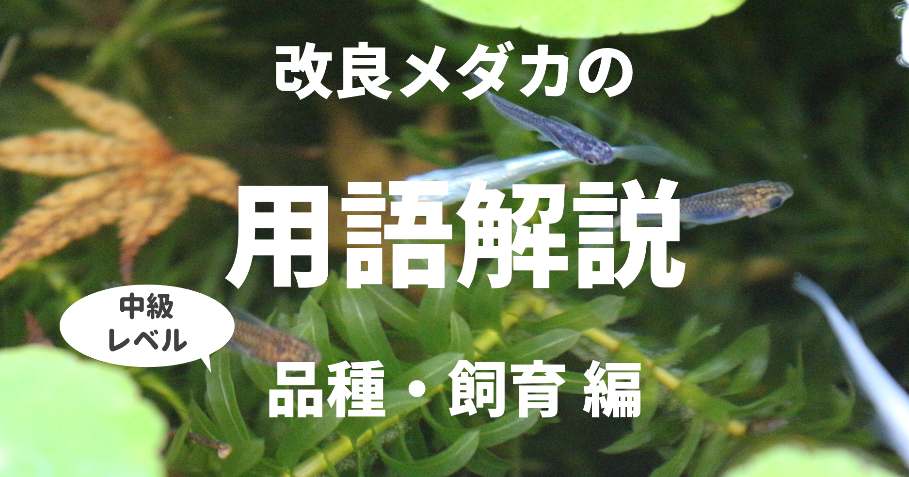 改良メダカの基礎用語まとめ 品種 飼育編 メダカ用語 改良メダカweb図鑑