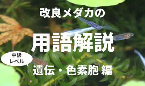 改良メダカの基礎用語まとめ 遺伝 色素胞編 メダカ用語 改良メダカweb図鑑
