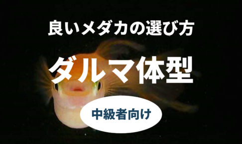 中級者向け 良いメダカの選び方 体型のスタンダード ダルマ体型 飼育情報 改良メダカweb図鑑