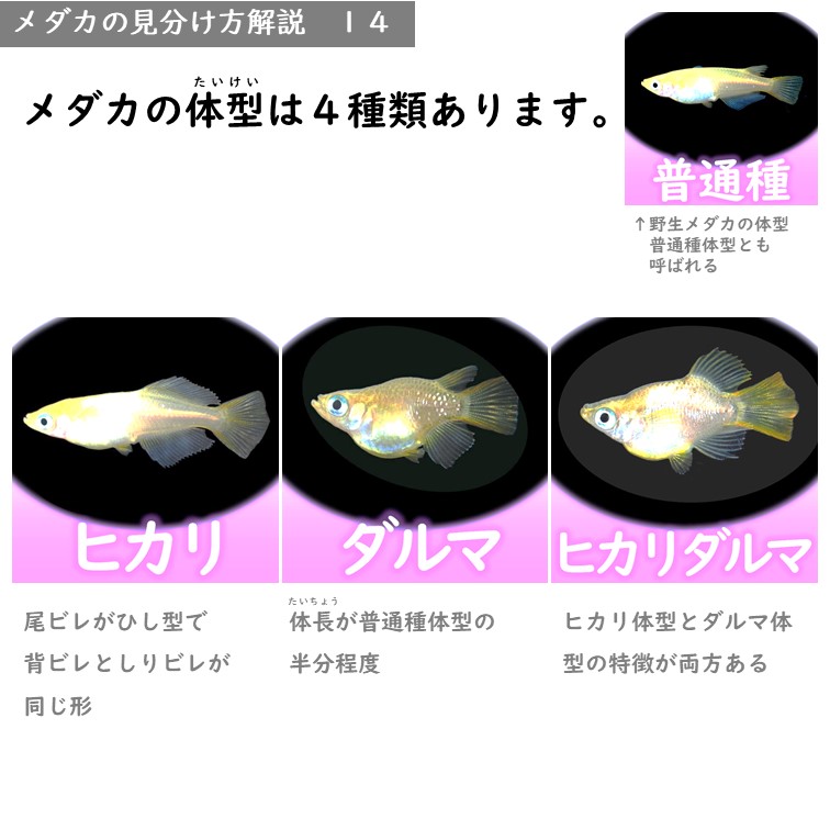 ダルマ体型 メダカの体型の特徴 メダカの特徴34 35 メダカの特徴 改良メダカweb図鑑