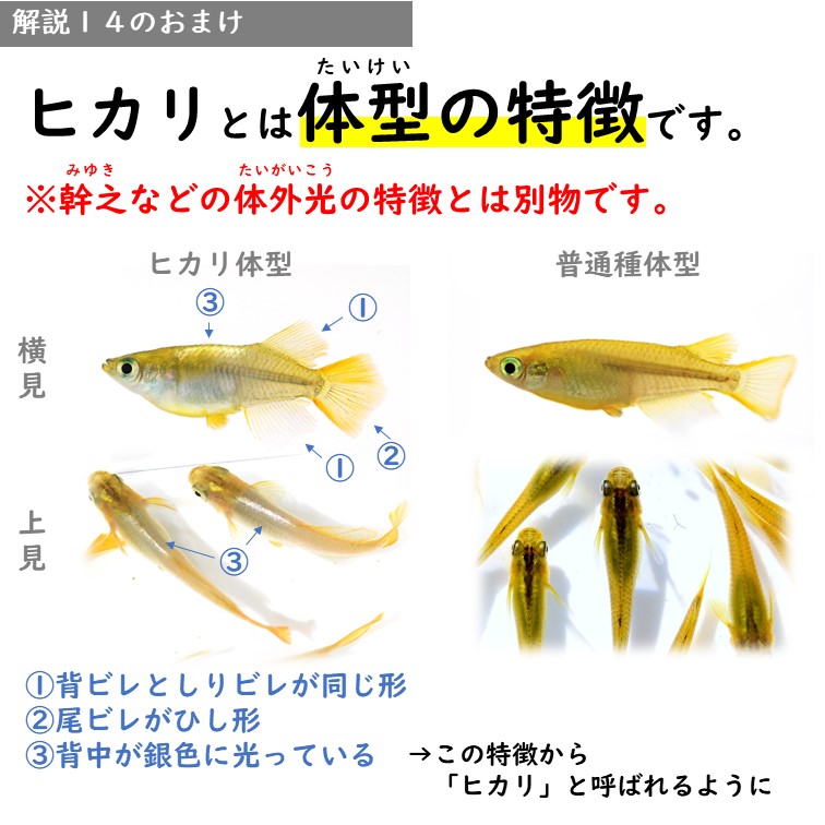 ヒカリ体型 ～メダカの体型の特徴～ メダカの特徴41/44 | メダカの特徴 