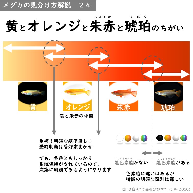 確認用 裏黄色に朱赤 泡だて