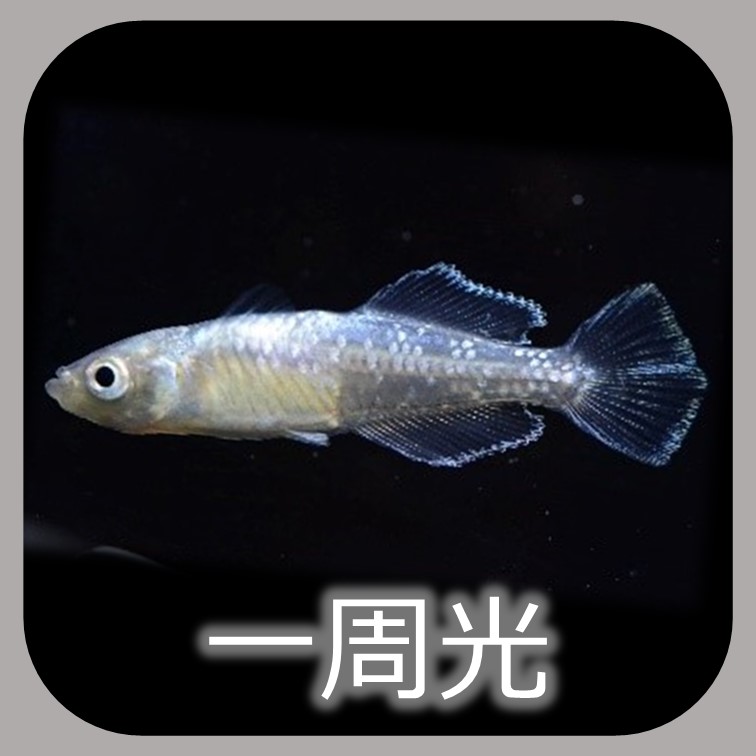 エメラルドフィン めだか【SOLDOUT】(垂水様直系個体 グリーンタイプ 