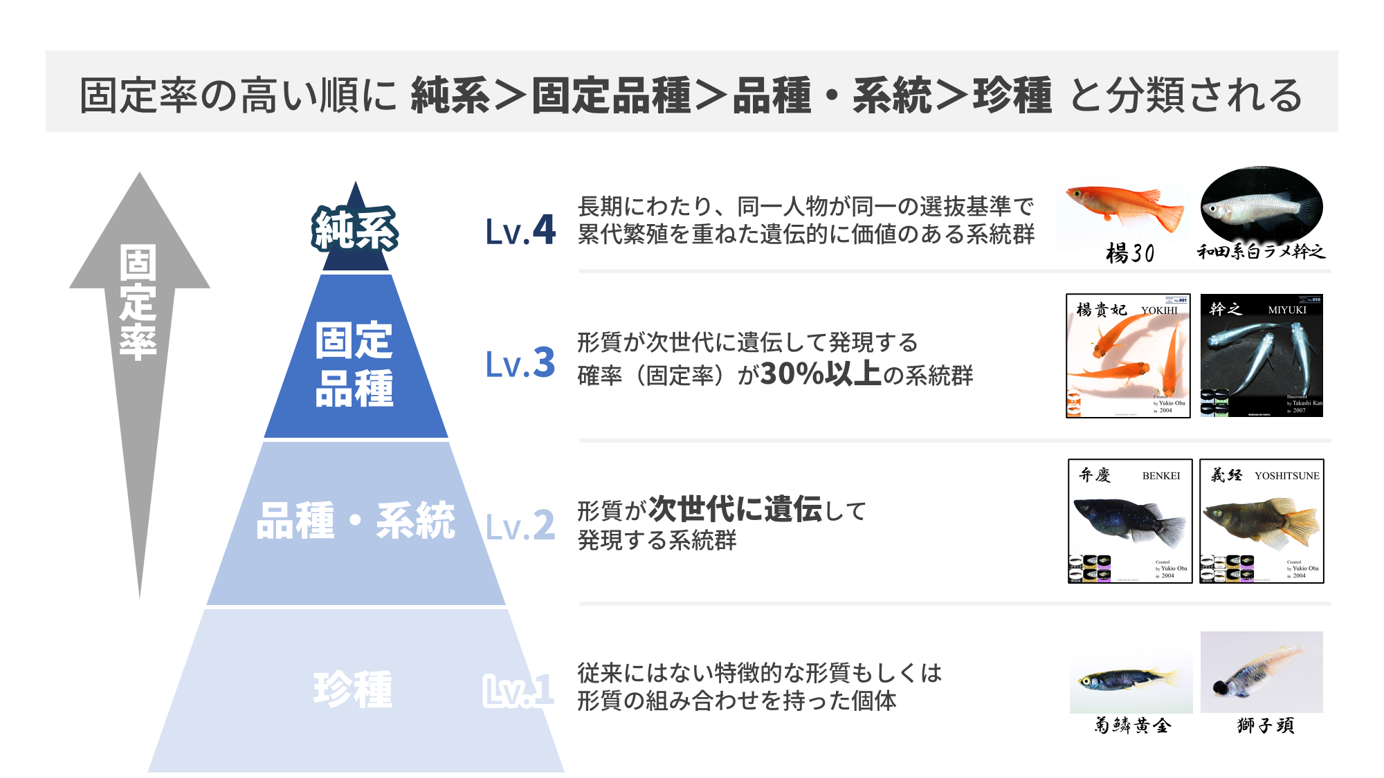 改良メダカの品種検索ページ 改良メダカweb図鑑