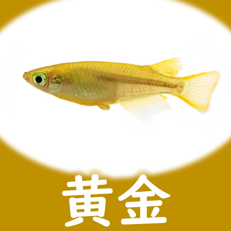 北辻×クラミツハ玄　5匹　ヒカリ体型　北辻　鰭長スワロー 福岡県京都郡で、独特な交配で\"五式Type-R God\"をベースにした魅力的な