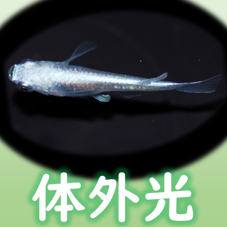 ☆　黒ラメ体外光　５ペア　　F18　☆　 Yahoo!オークション -「黒ラメメダカ」(めだか) (川魚)の落札相場