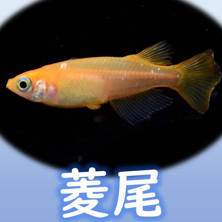 改良メダカの全特徴44種類の一覧表 | 改良メダカWEB図鑑