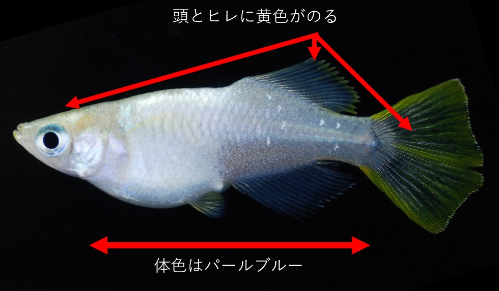 青体色 メダカの体色の特徴 メダカの特徴4 35 メダカの特徴 改良メダカweb図鑑