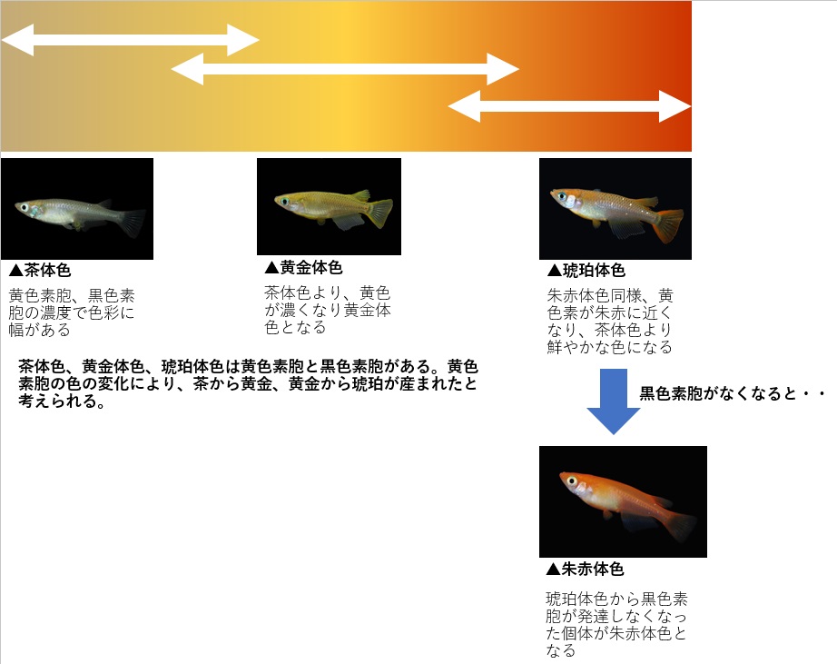 琥珀体色 メダカの体色の特徴 メダカの特徴7 35 メダカの特徴 改良メダカweb図鑑