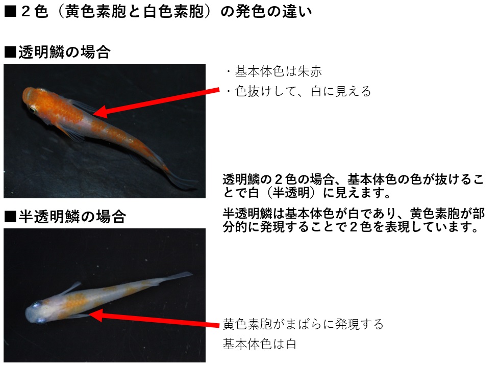 半透明鱗 オーロラ メダカの特徴12 35 メダカの特徴 改良メダカweb図鑑