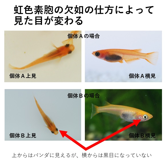 パンダ メダカの目の変化の特徴 メダカの特徴16 35 メダカの特徴 改良メダカweb図鑑